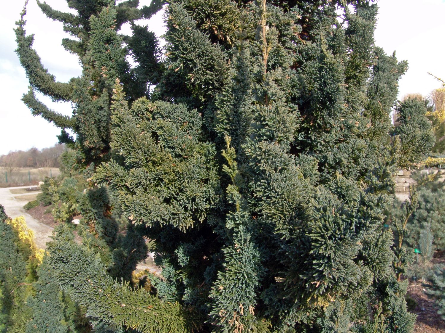 Zypresse 'Wissel's Saguaro' - Chamaecyparis lawsoniana 'Wissel's Saguaro'