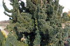 Zypresse 'Wissel's Saguaro' - Chamaecyparis lawsoniana 'Wissel's Saguaro'