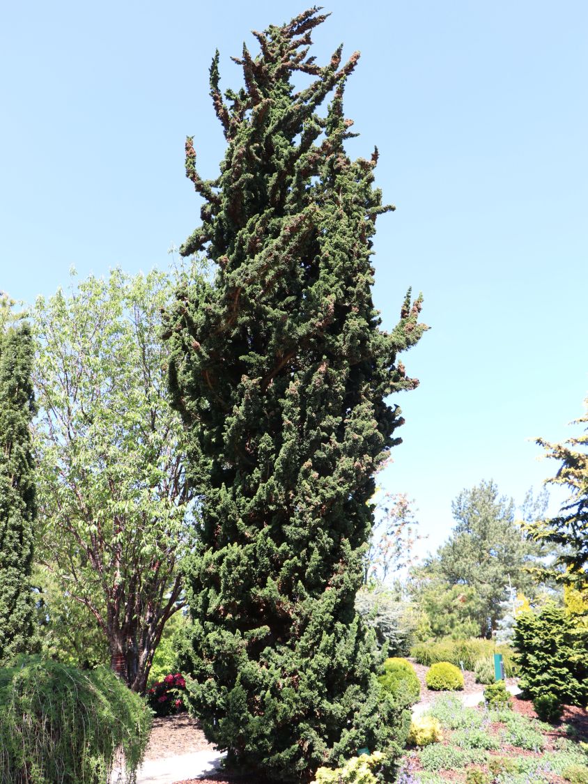 Zypresse 'Wissel's Saguaro' - Chamaecyparis lawsoniana 'Wissel's Saguaro'
