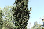 Zypresse 'Wissel's Saguaro' - Chamaecyparis lawsoniana 'Wissel's Saguaro'