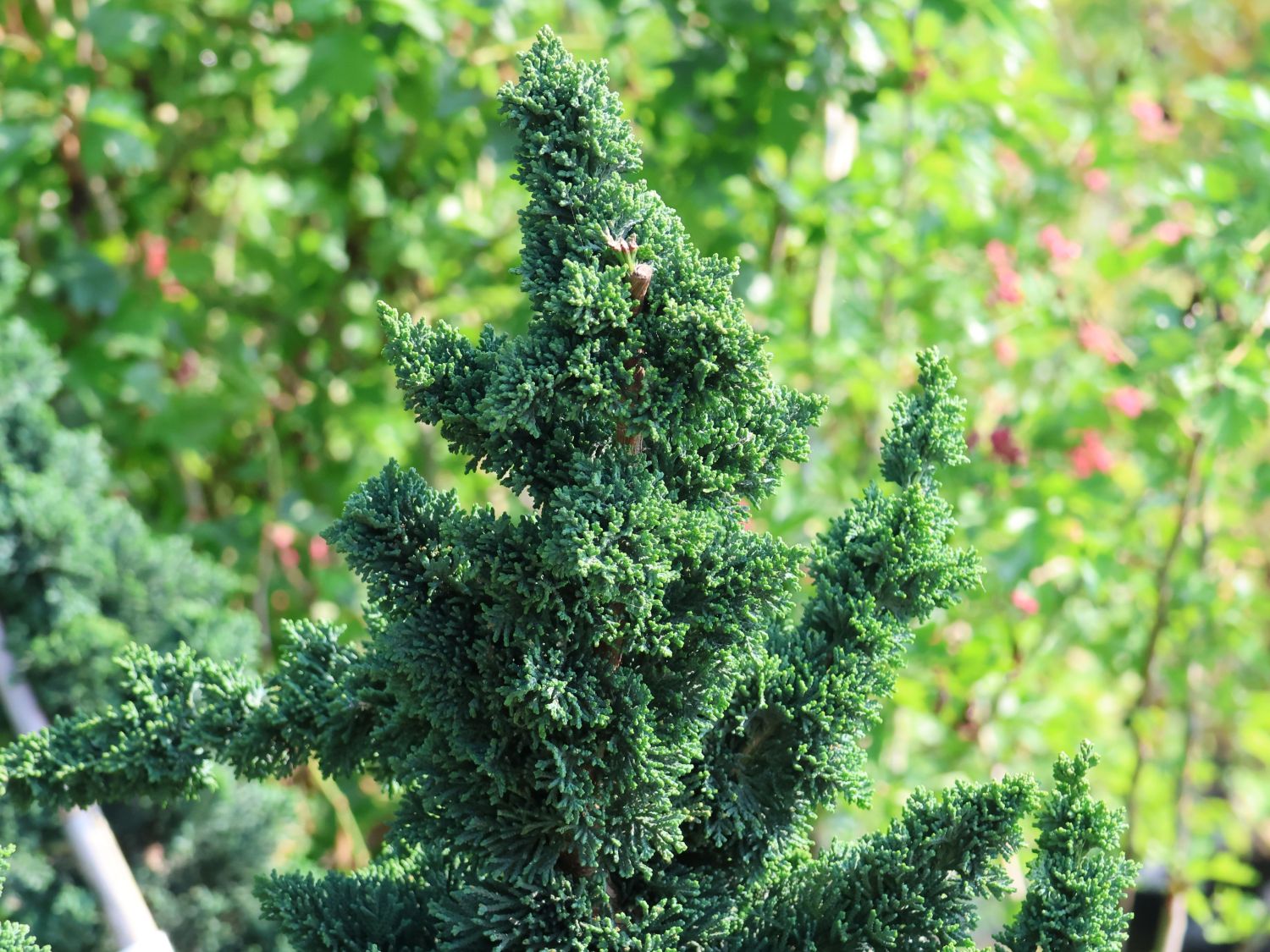 Zypresse 'Wissel's Saguaro' - Chamaecyparis lawsoniana 'Wissel's Saguaro'