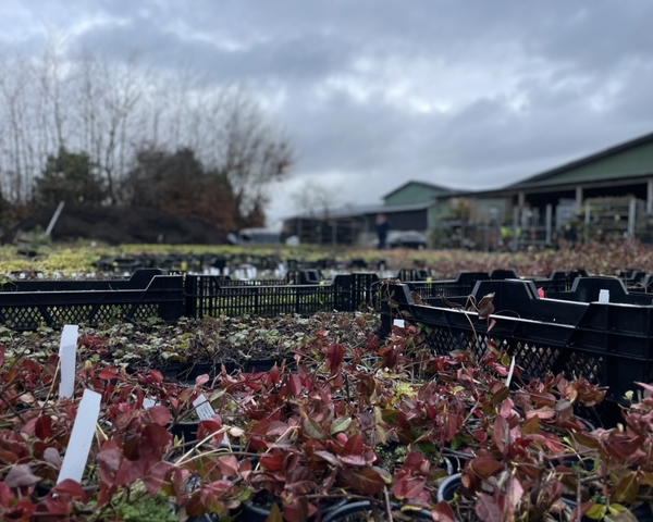 Warenangebot am Pflanzen Outlet Day