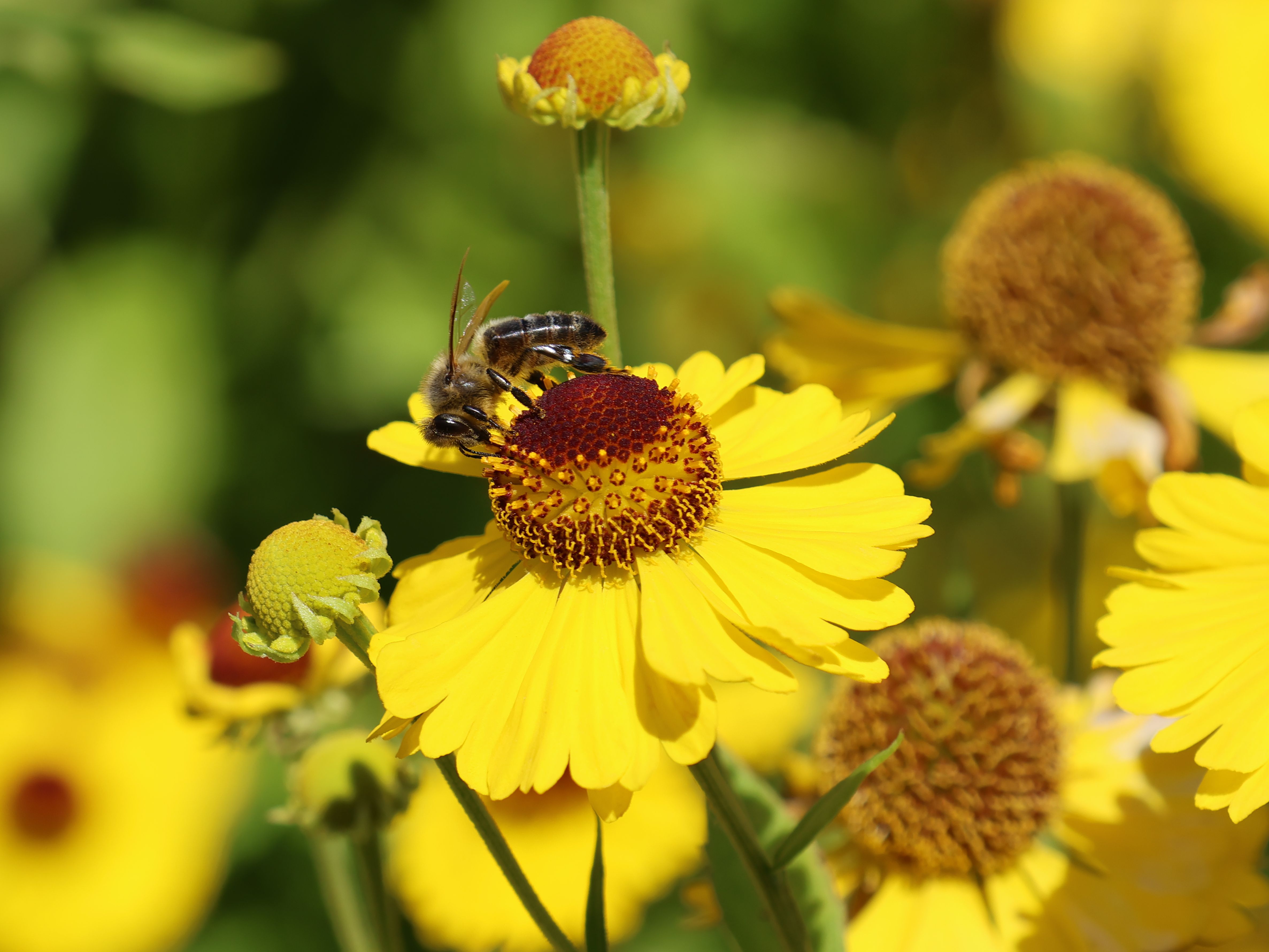Bienenfreundlicher Garten