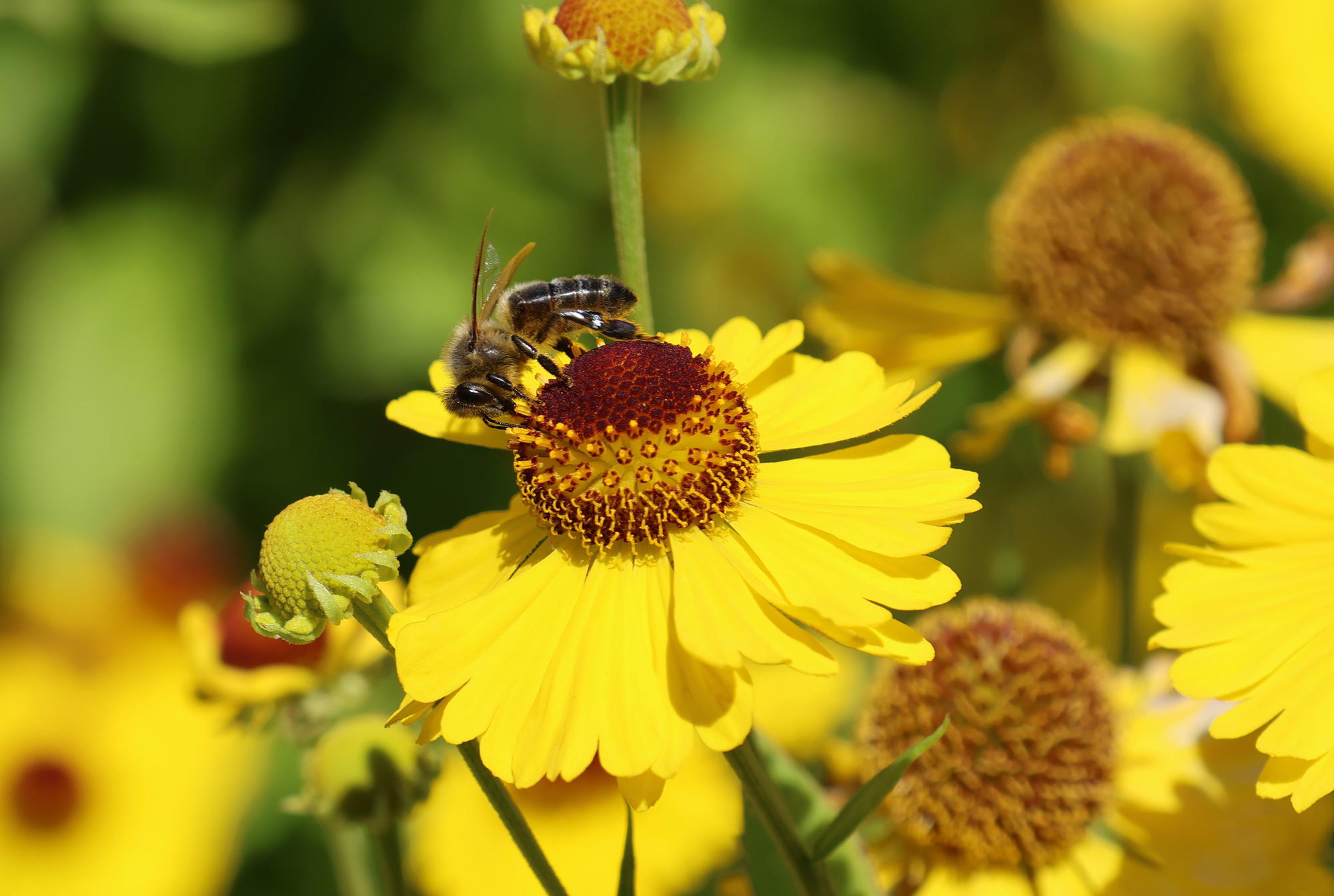 Bienenfreundlicher Garten
