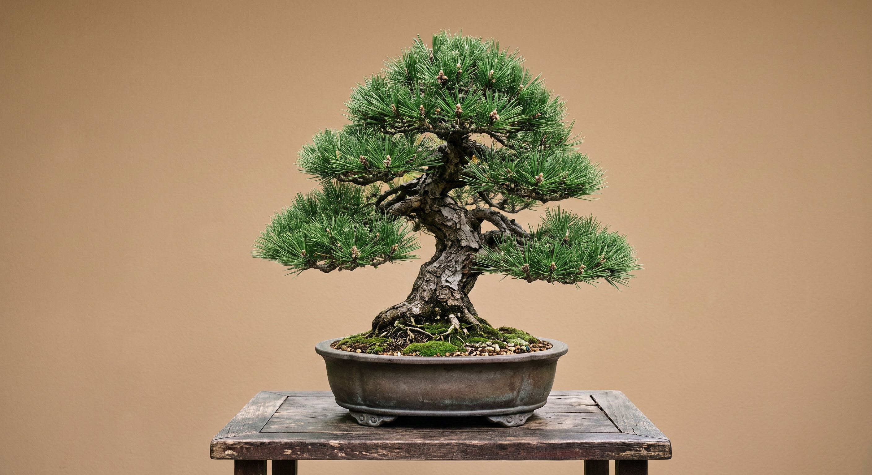 Bonsai