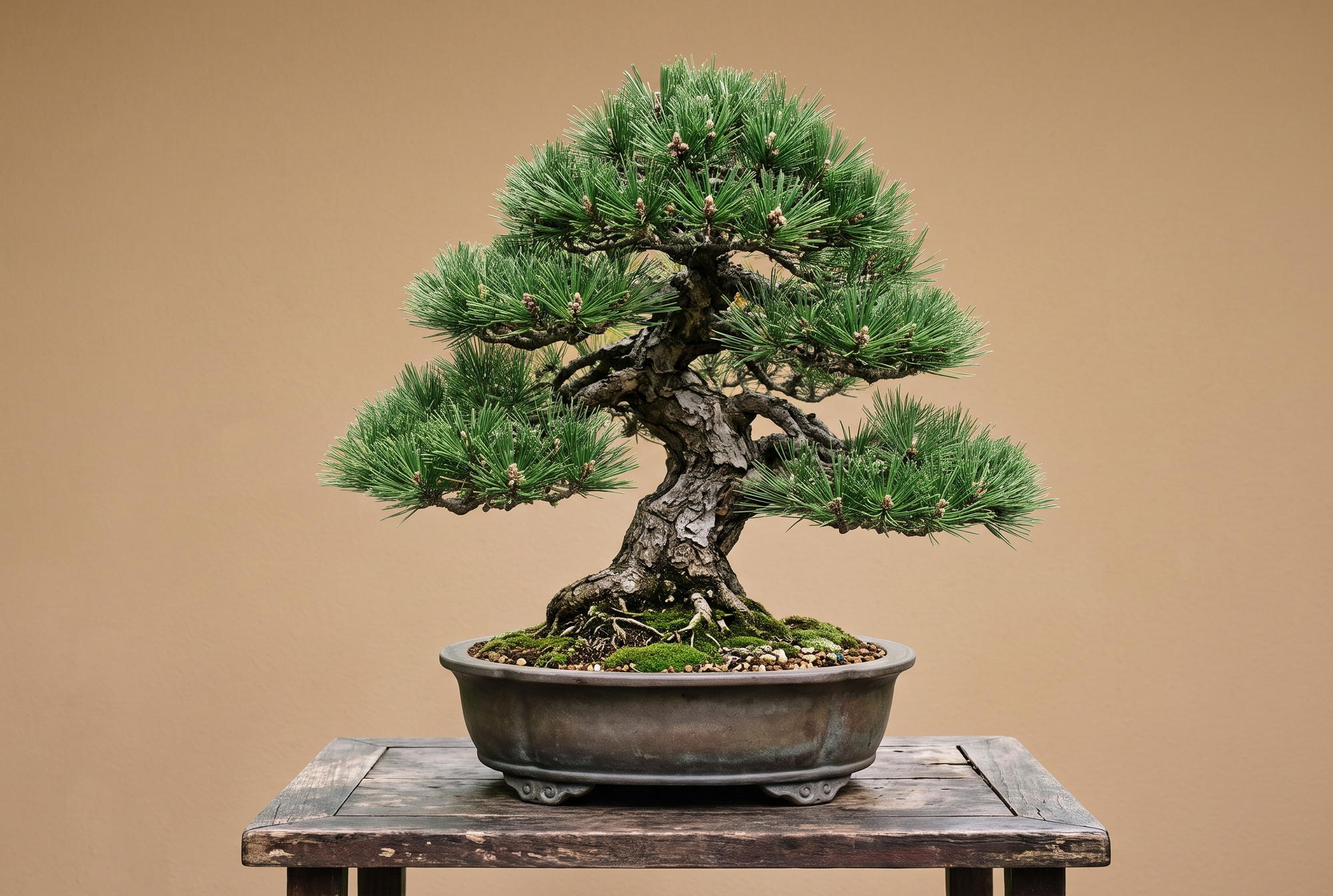 Bonsai