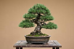 Bonsai