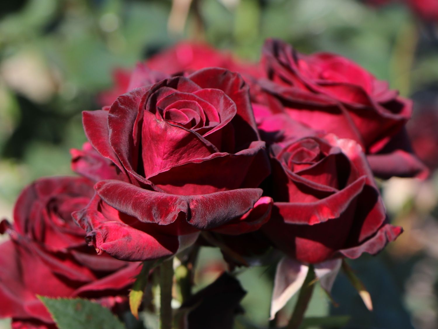 Das ABC der Rosentypen