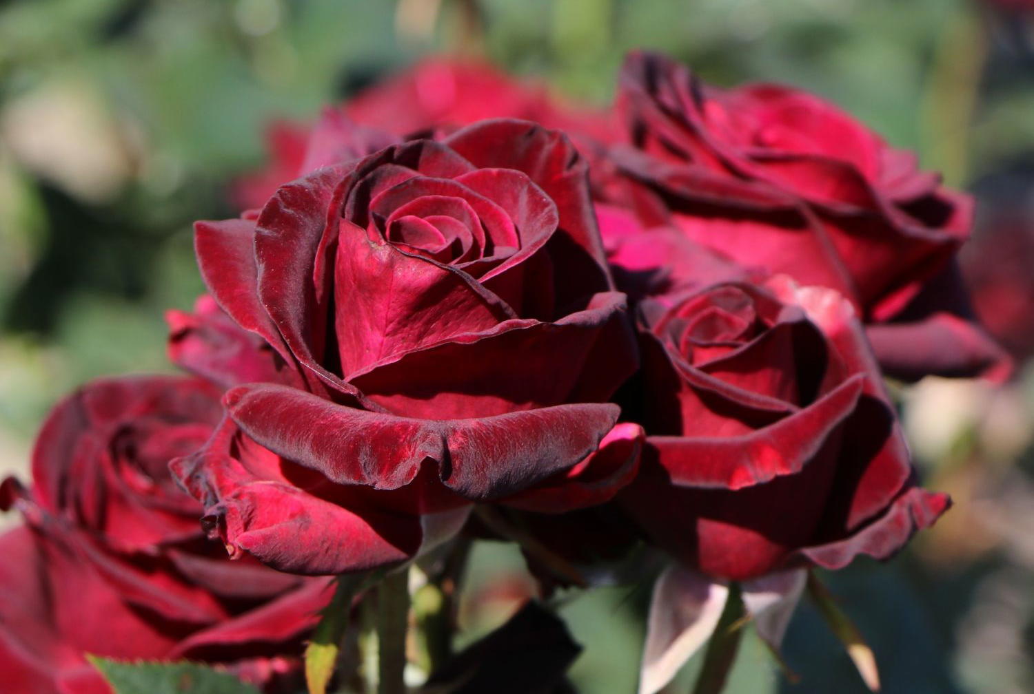 Das ABC der Rosentypen