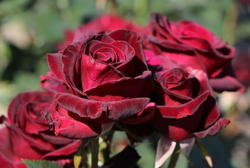 Das ABC der Rosentypen