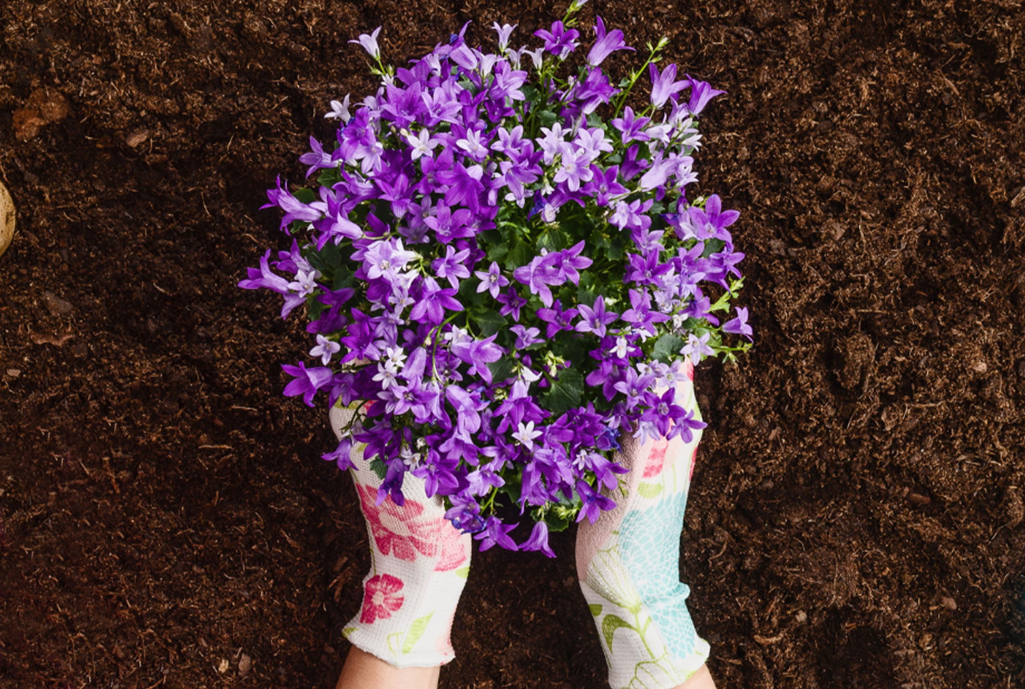 Die beste Pflanzzeit für Stauden