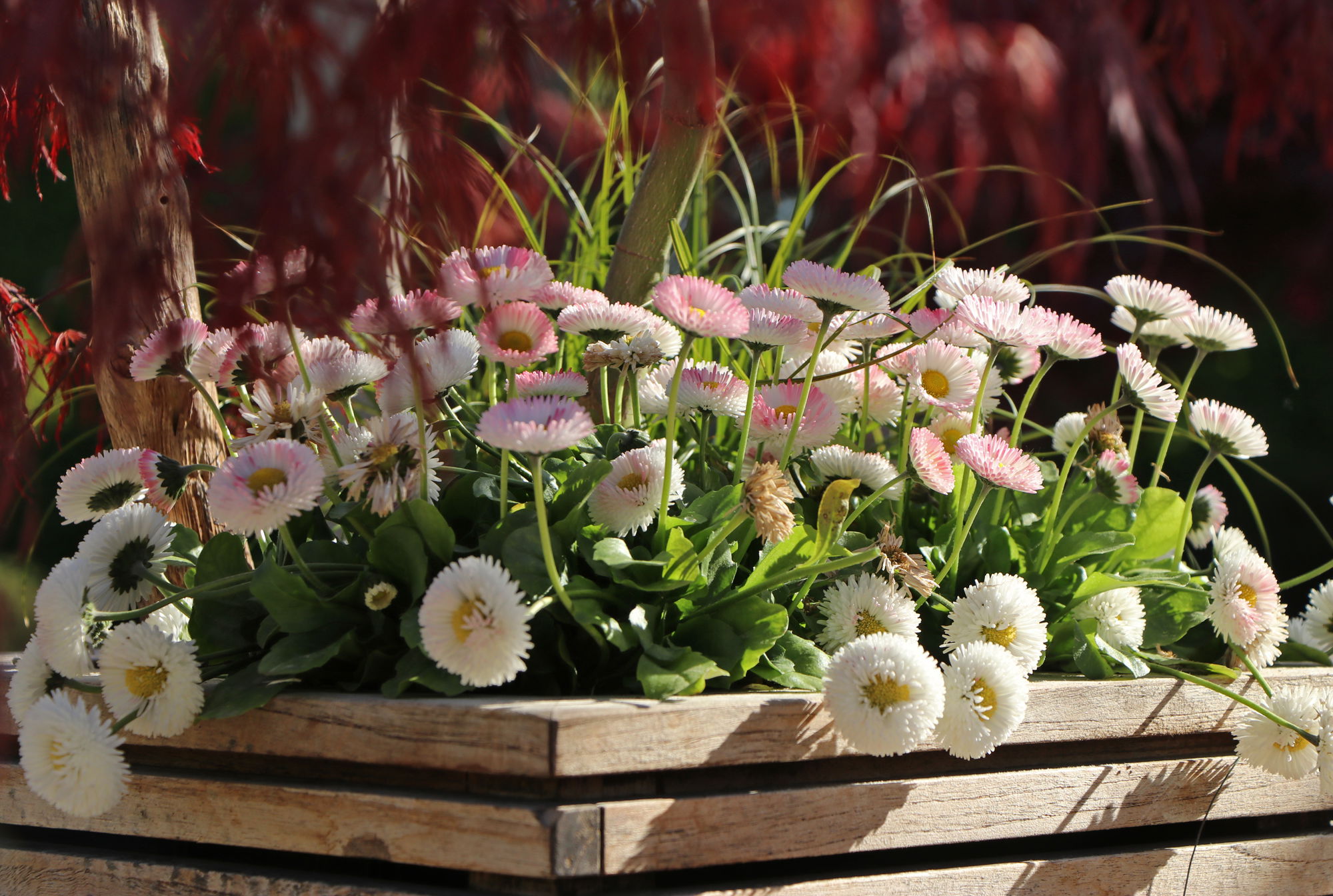 Die ideale Pflanzzeit nach Liefertyp