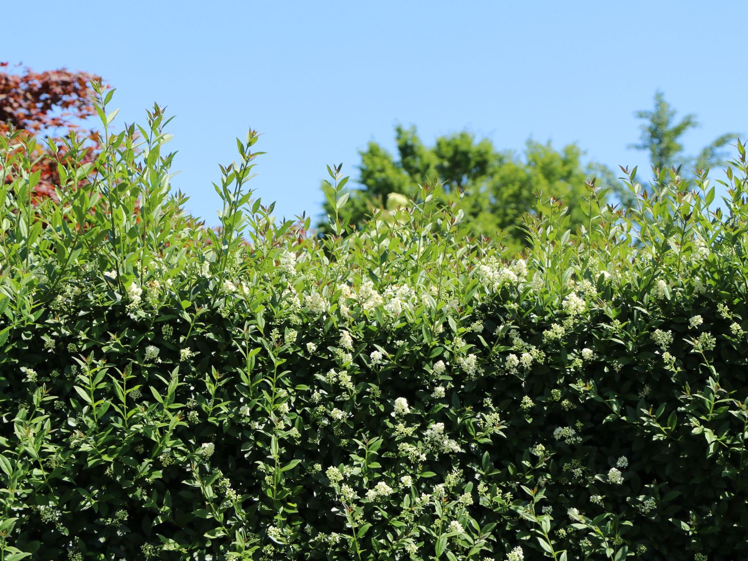 Die wichtigsten Heckentypen