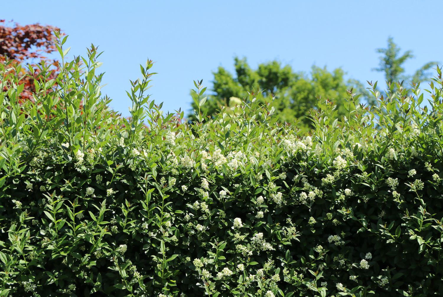 Die wichtigsten Heckentypen