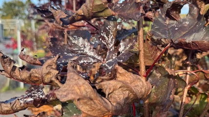 Echter Mehltau: Erkennen und bekämpfen