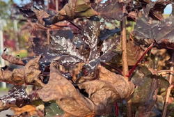 Echter Mehltau: Erkennen und bekämpfen