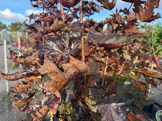Echter Mehltau: Erkennen und bekämpfen
