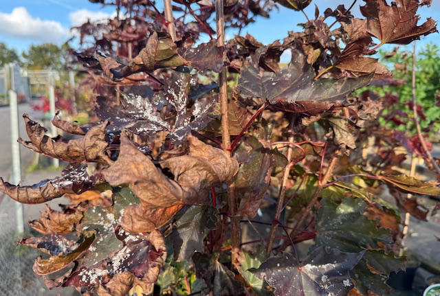 Echter Mehltau: Erkennen und bekämpfen