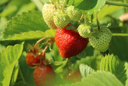 Ein Hochbeet anlegen und befüllen