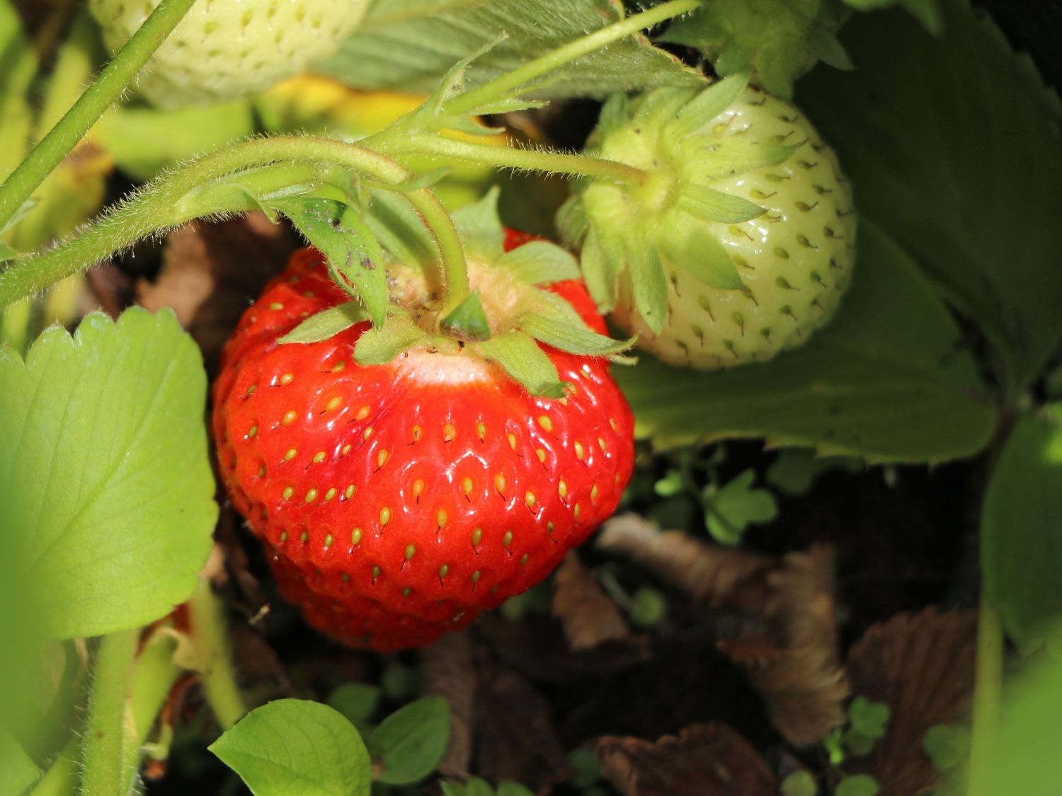 Ein Hochbeet im Garten anlegen und befüllen