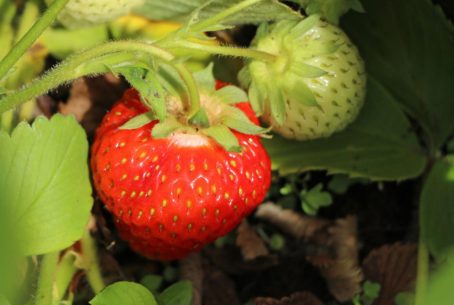 Ein Hochbeet im Garten anlegen und befüllen