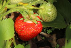 Ein Hochbeet im Garten anlegen und befüllen