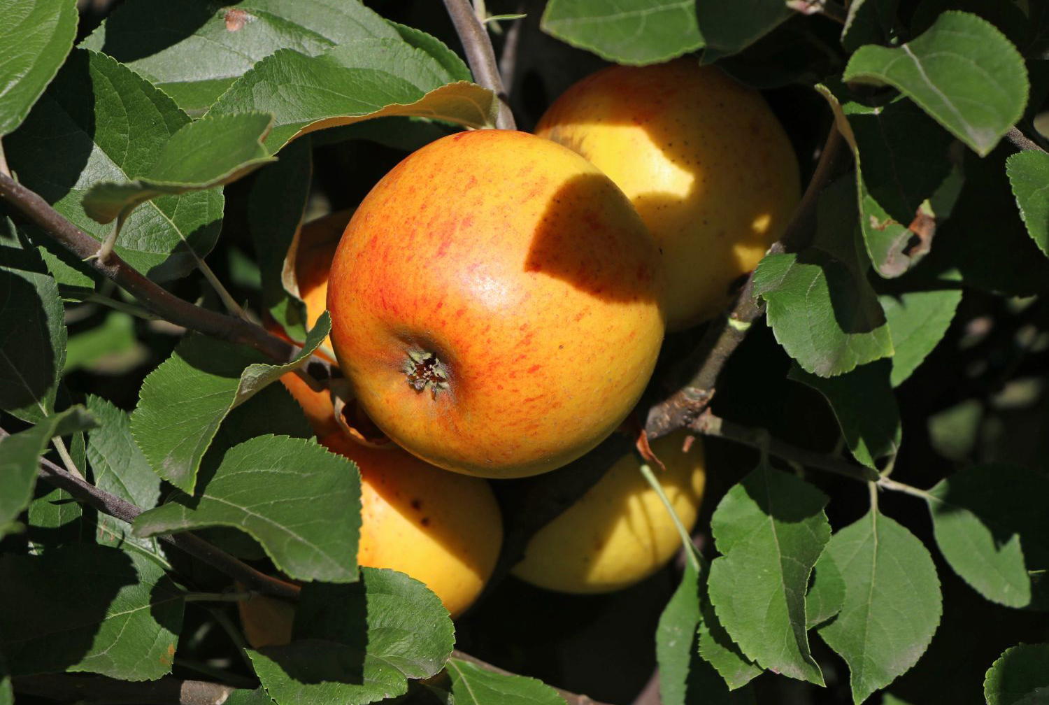 Einstiegstipps für Obstgehölze