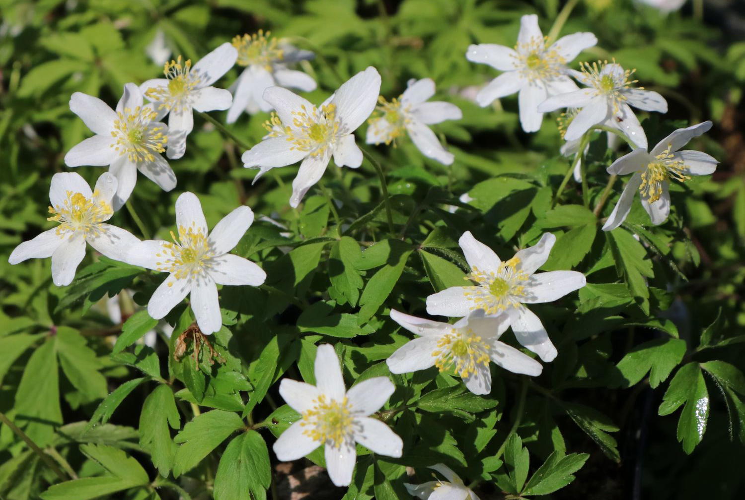 Frühling im eigenen Garten: Optik, Arbeiten und Tipps