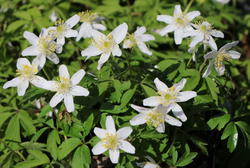 Frühling im eigenen Garten: Optik, Arbeiten und Tipps