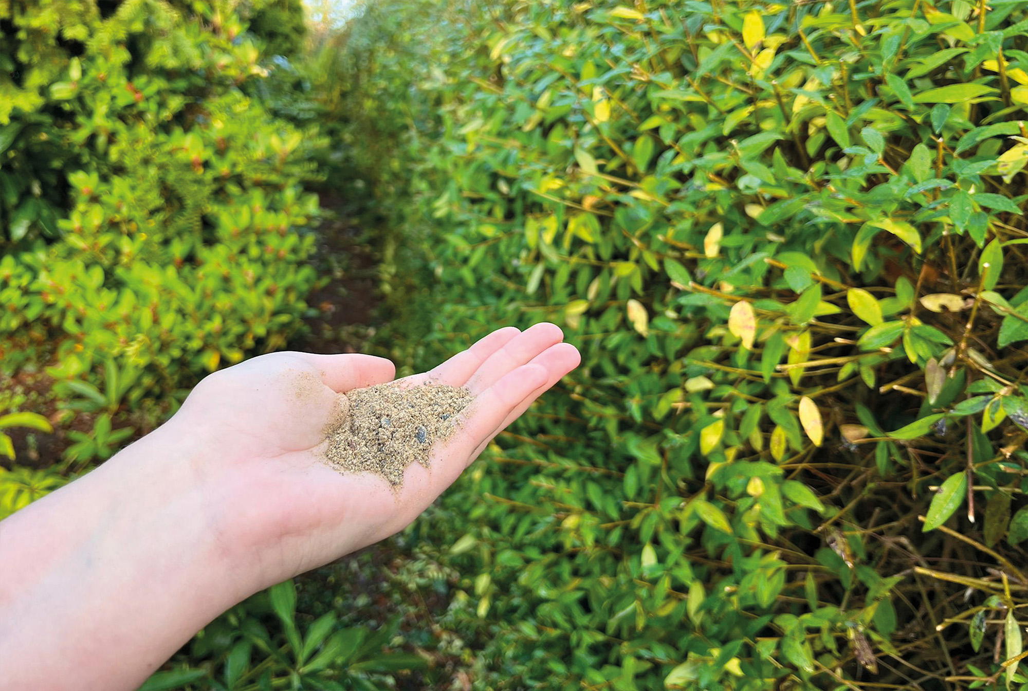 Hecken richtig düngen