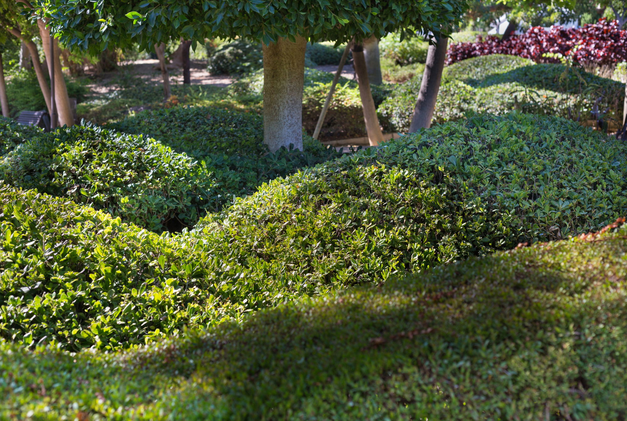 Hecken unter Bäumen