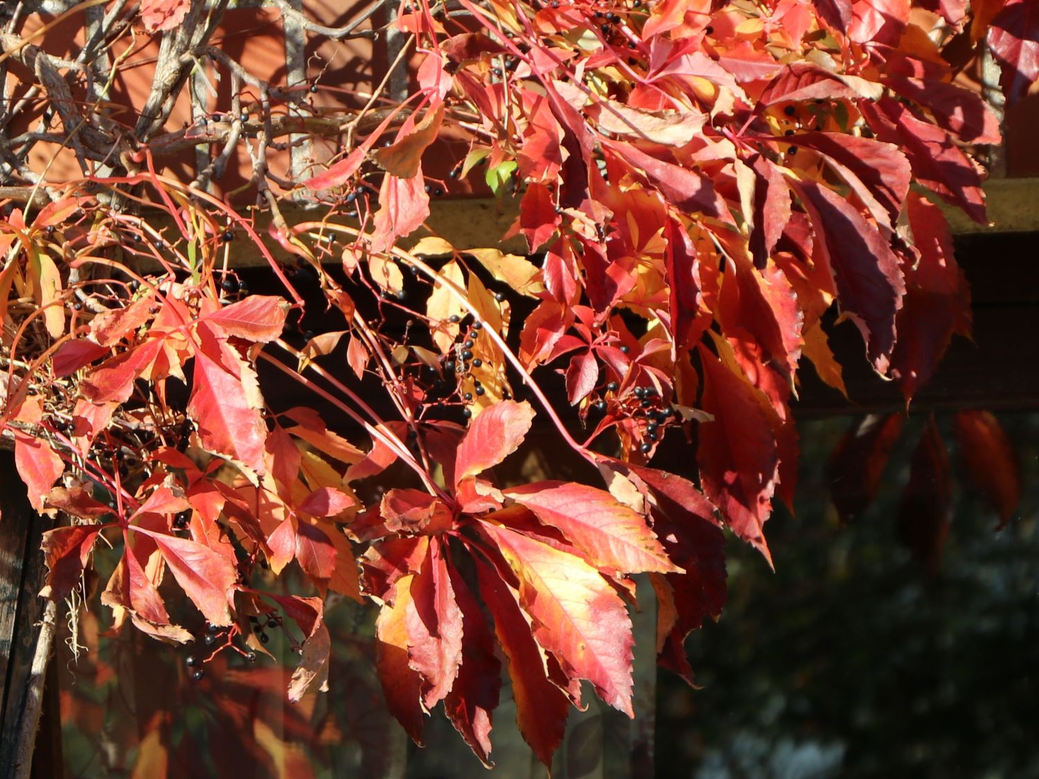 Herbst im eigenen Garten: Optik, Arbeiten und Tipps