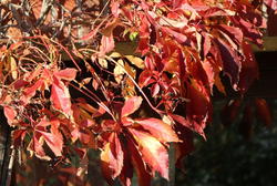 Herbst im eigenen Garten: Optik, Arbeiten und Tipps