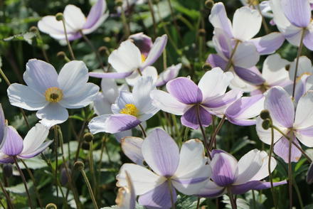 Herbst-Anemonen sorgen für einen herbstlichen Blütenzauber.