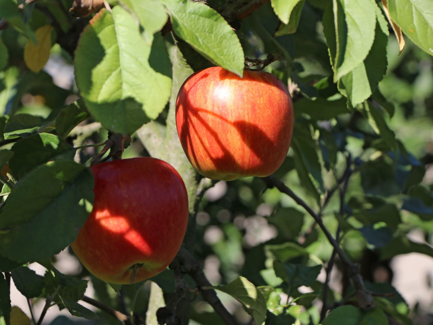 Im Herbst kannst Du wortwörtlich die Früchte Deiner Arbeit ernten, wie zum Beispiel knackige Äpfel.