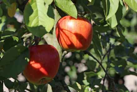Im Herbst kannst Du wortwörtlich die Früchte Deiner Arbeit ernten, wie zum Beispiel knackige Äpfel.