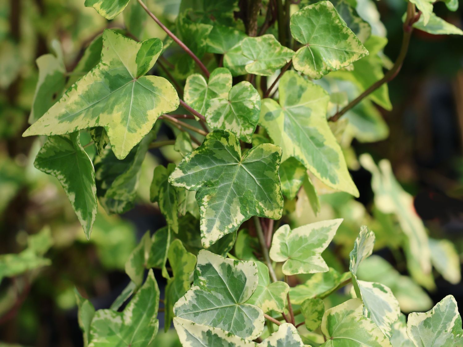 Immergrüne Pflanzen