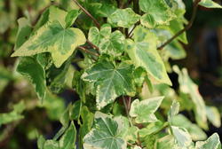 Immergrüne Pflanzen