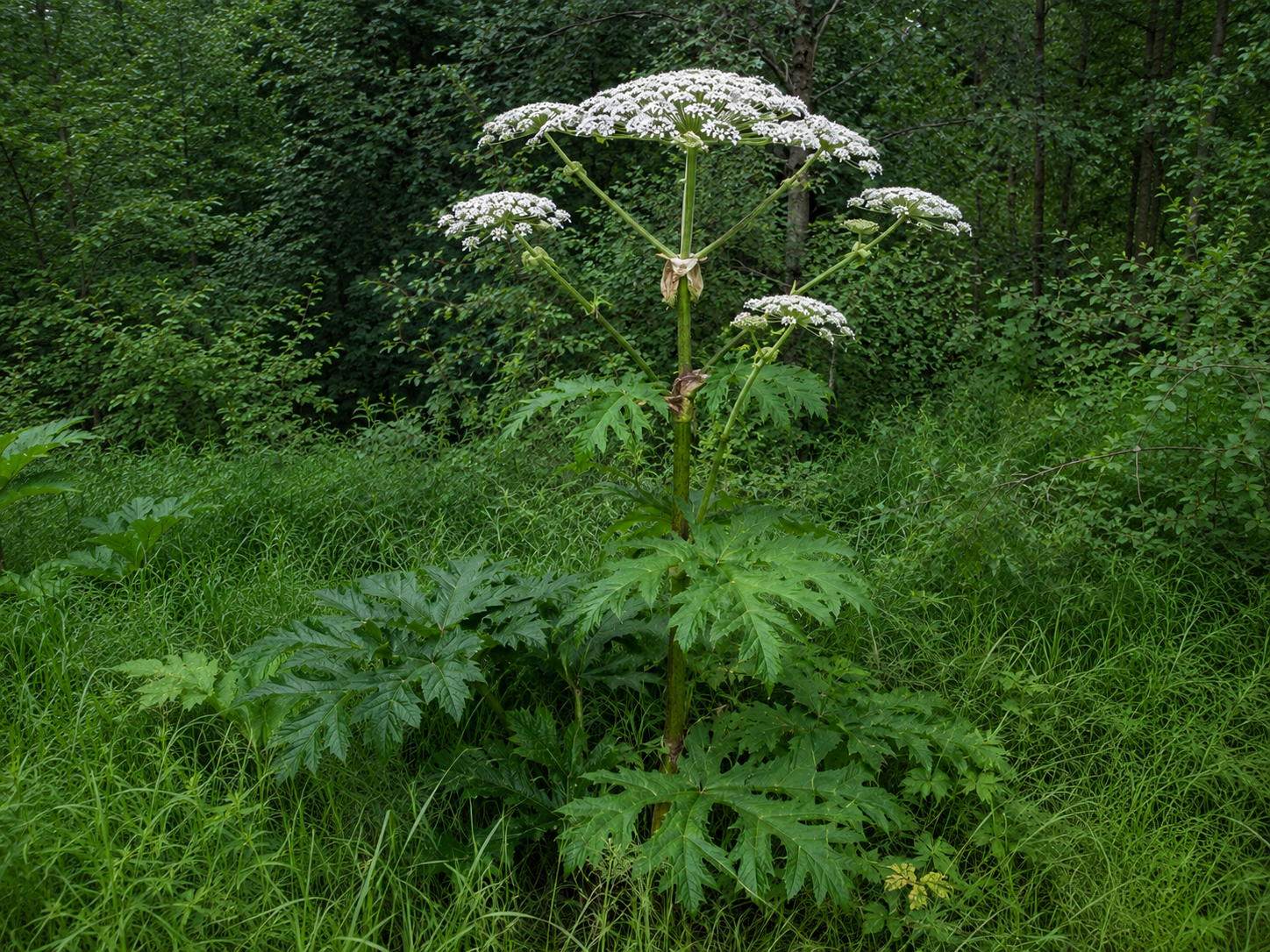 Invasive Pflanzen