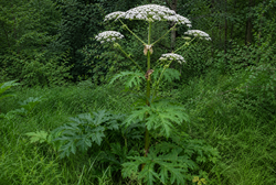 Invasive Pflanzen