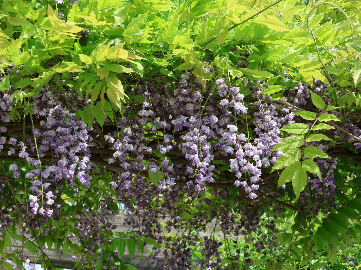 Kletterpflanzen nach Klettertyp