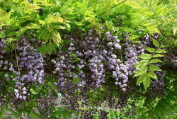 Kletterpflanzen nach Klettertyp