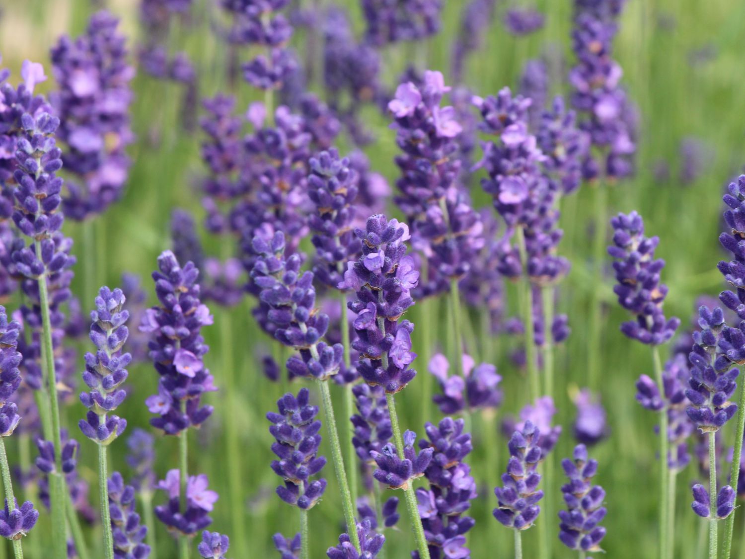 Lavendel richtig pflegen und schneiden