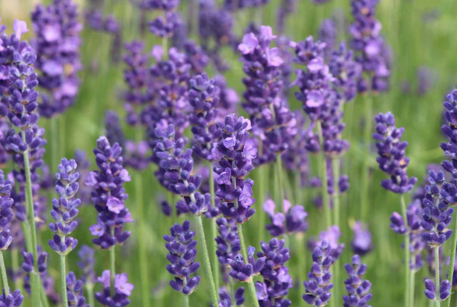 Lavendel richtig pflegen und schneiden