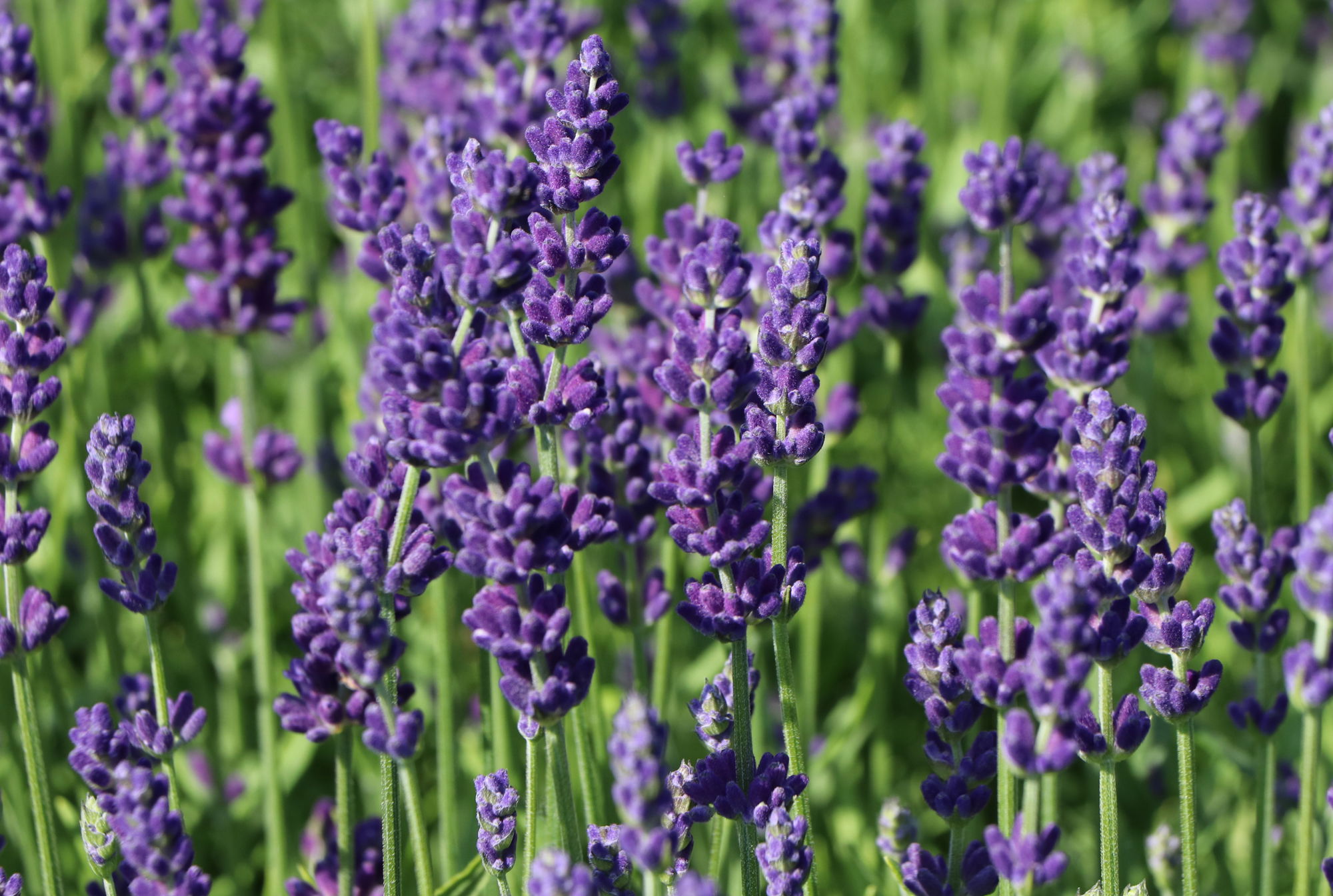 Selbstgemacht: Lavendelkissen 