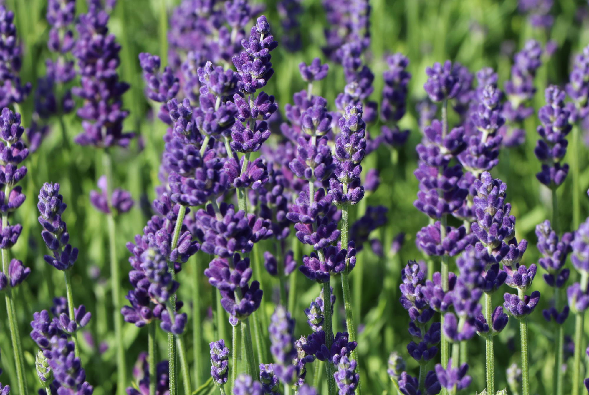 Selbstgemacht: Lavendelkissen