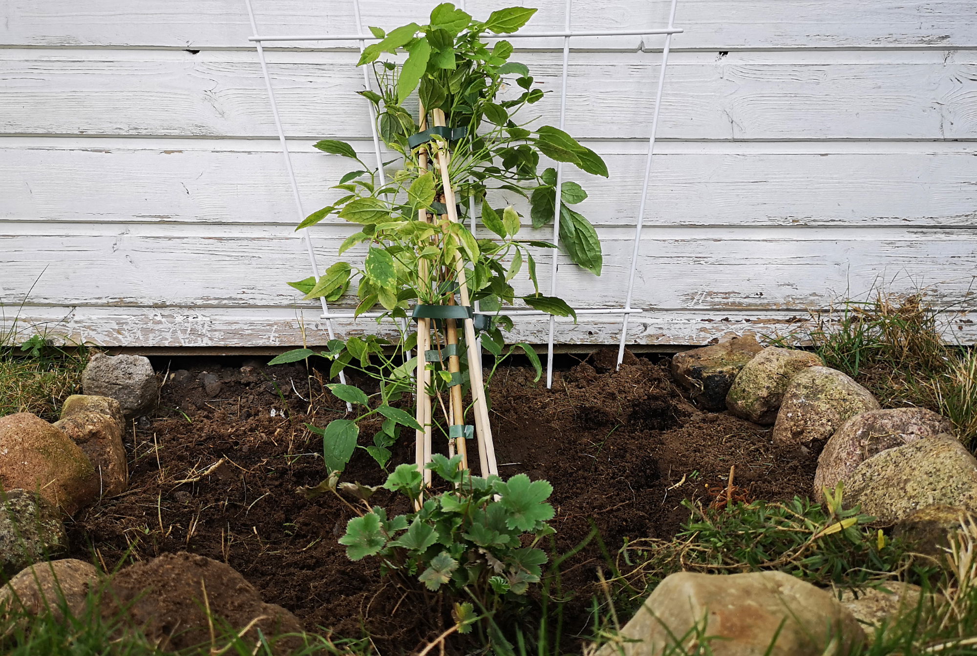 Pflanzanleitung für Clematis & Kletterpflanzen
