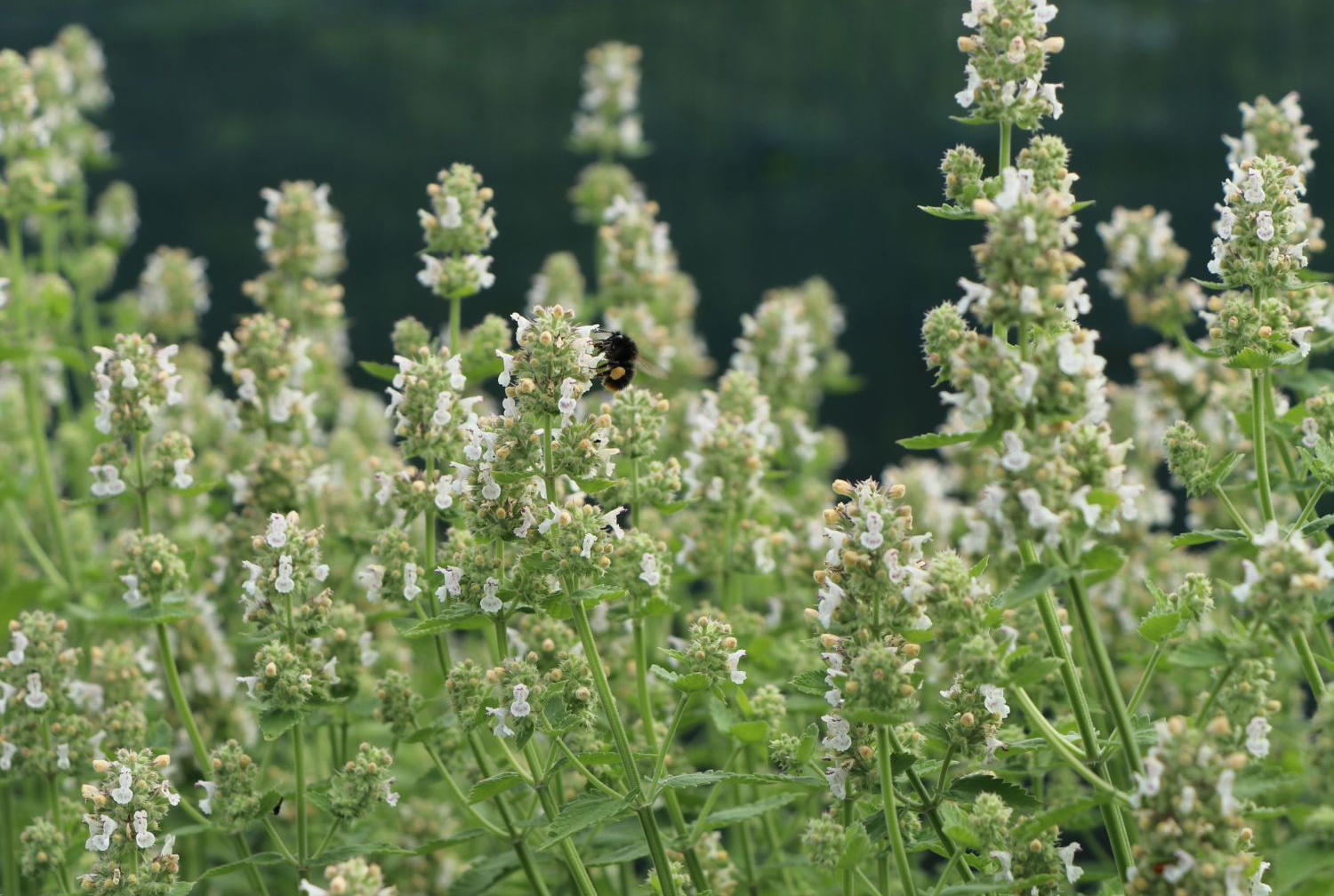 Pflanzanleitung für Hochbeete