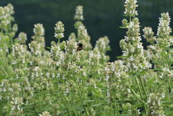 Pflanzanleitung für Hochbeete