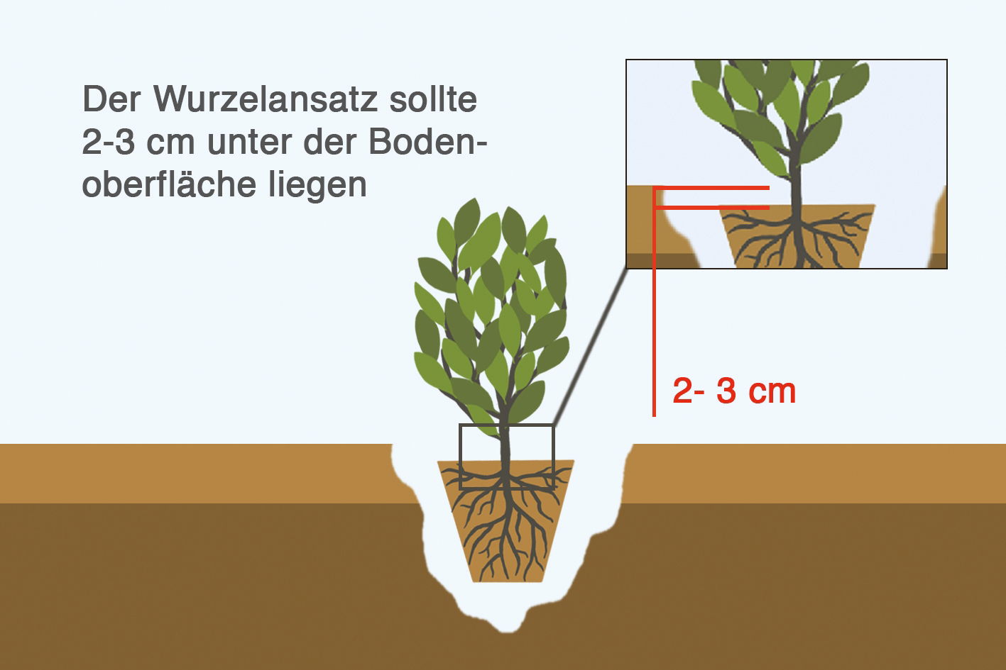 Pflanzanleitung für Kirschlorbeer und Heckenpflanzen